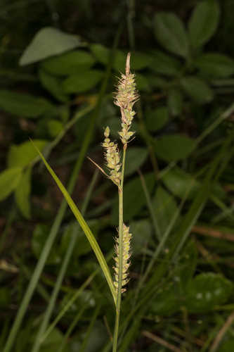Carex buxbaumii #3